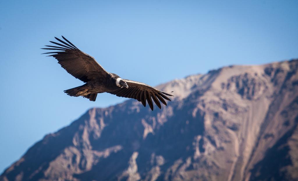 Eco Inn Colca Yanque Ngoại thất bức ảnh
