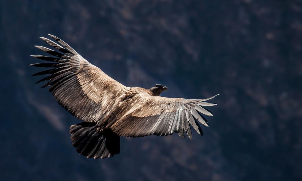 Eco Inn Colca Yanque Ngoại thất bức ảnh