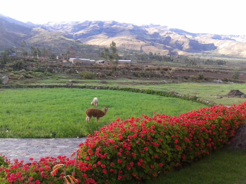 Eco Inn Colca Yanque Ngoại thất bức ảnh